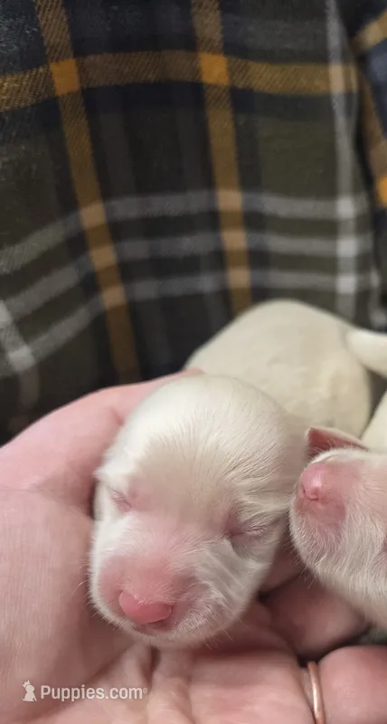 Coconut long haired  – Miniature Dachshund puppy for sale in Knoxville, IA