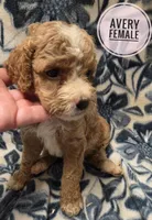 Avery , a female Cockapoo for sale in Knoxville, IA – 5 of 5