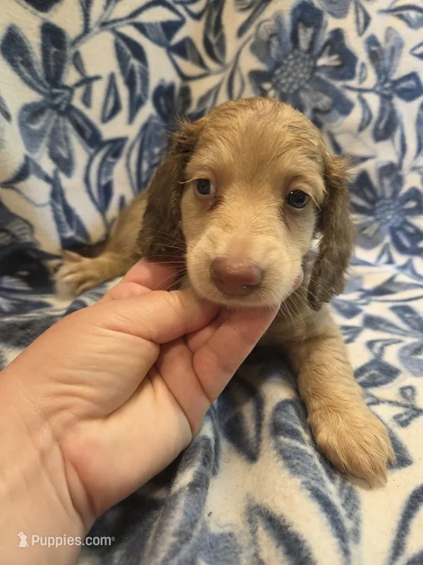 Jimmy Dean long-haired  – Miniature Dachshund puppy on hold in Knoxville, IA