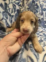 Jimmy Dean long-haired , a male Miniature Dachshund for sale in Knoxville, IA – 1 of 3