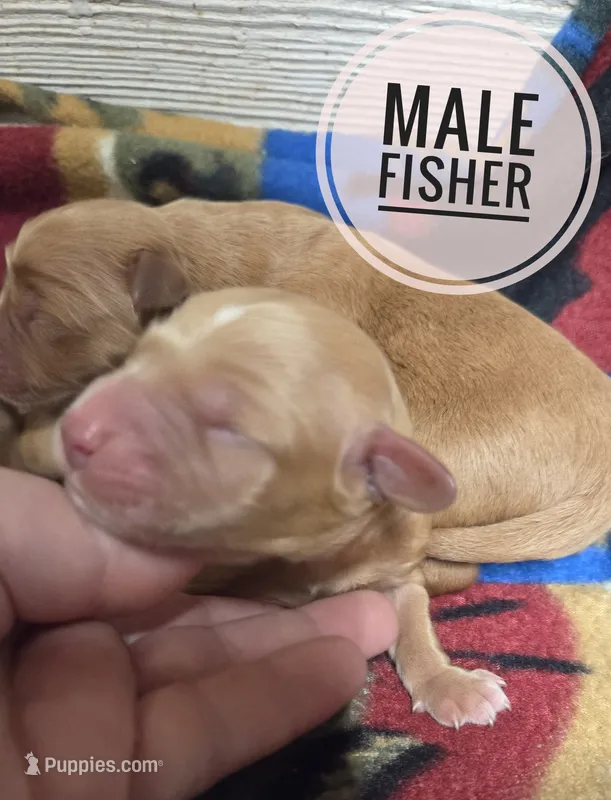 Fisher – Miniature Golden Retriever puppy for sale in Knoxville, IA