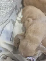 Calvin, a male Miniature Golden Retriever for sale in Knoxville, IA – Photo 2 of 2