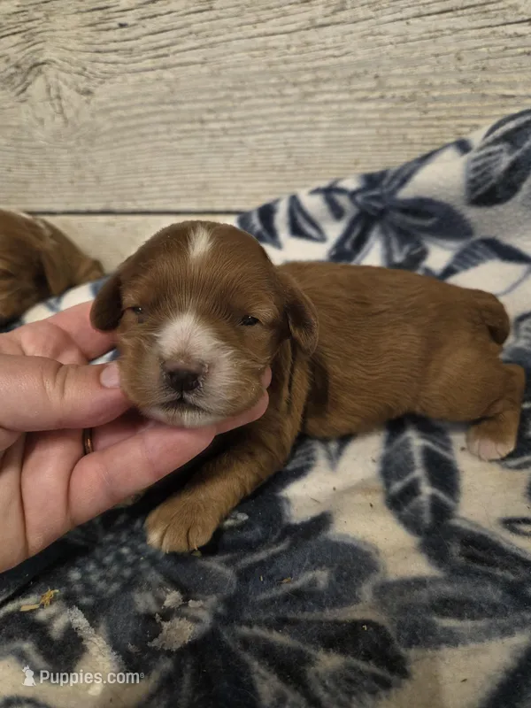 Bill, a male Cocker Spaniel for sale in Knoxville, IA – Photo 1 of 1