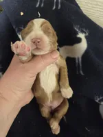 Ted, a male Cocker Spaniel for sale in Knoxville, IA – Photo 3 of 3