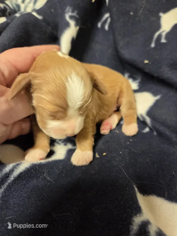 Ted – Cocker Spaniel puppy for sale in Knoxville, IA