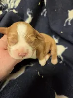 Ted, a male Cocker Spaniel for sale in Knoxville, IA – Photo 2 of 3