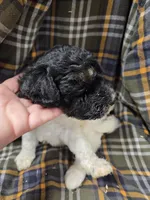 Charles tri color , a male Poodle - Miniature  for sale in Knoxville, IA – 2 of 5