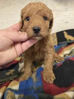 Cardinal moyen size, a male Poodle - Miniature  for sale in Knoxville, IA – 3 of 3