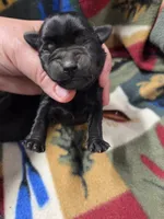 Mint, a female Miniature Schnauzer for sale in Knoxville, IA – 3 of 3