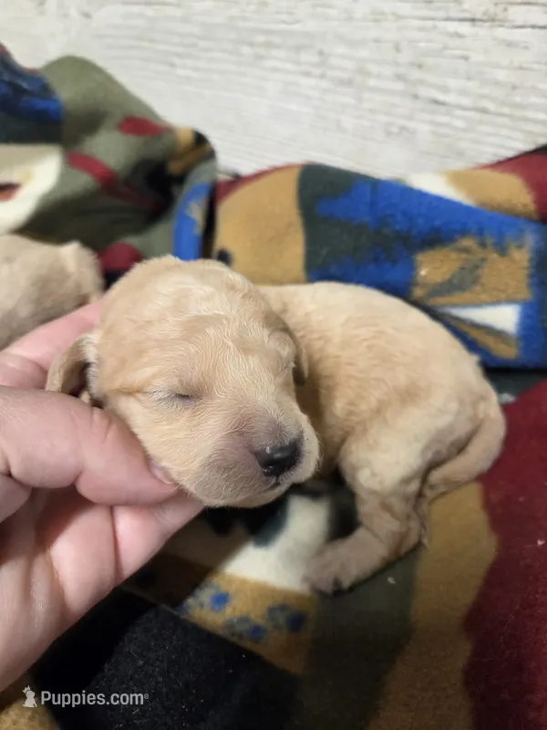 Quill – Miniature Golden Retriever puppy for sale in Knoxville, IA