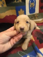 Blondie long-haired , a female Miniature Dachshund for sale in Knoxville, IA – 2 of 4