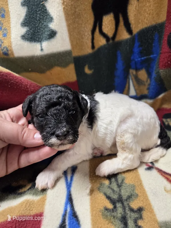 Charles – Poodle - Miniature  puppy for sale in Knoxville, IA