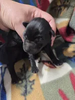 Expresso, a female Miniature Schnauzer for sale in Knoxville, IA – 3 of 3
