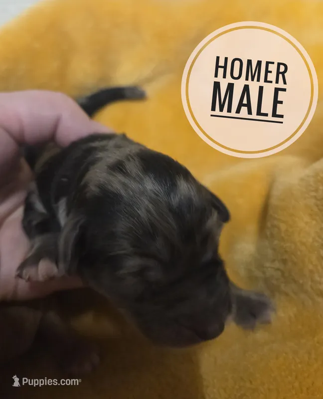 Homer – Miniature Aussiedoodle puppy for sale in Knoxville, IA