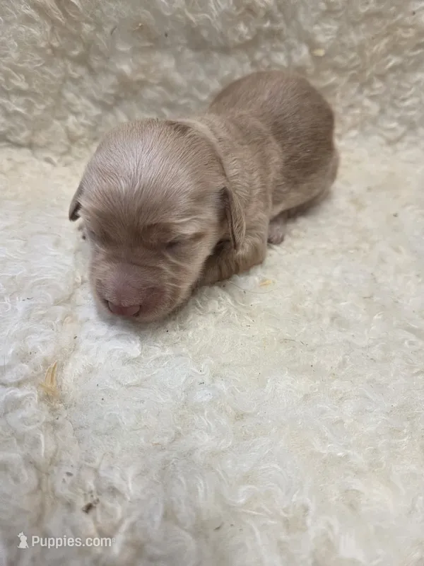 Gomez  – Doxiepoo puppy for sale in Knoxville, IA