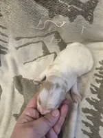 Gardenia, a female Miniature Golden Retriever for sale in Knoxville, IA – Photo 2 of 2