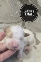 Gardenia, a female Miniature Golden Retriever for sale in Knoxville, IA – Photo 1 of 2