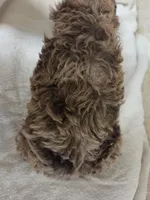 Pillsbury , a male Poodle - Miniature  for sale in Knoxville, IA – 4 of 4