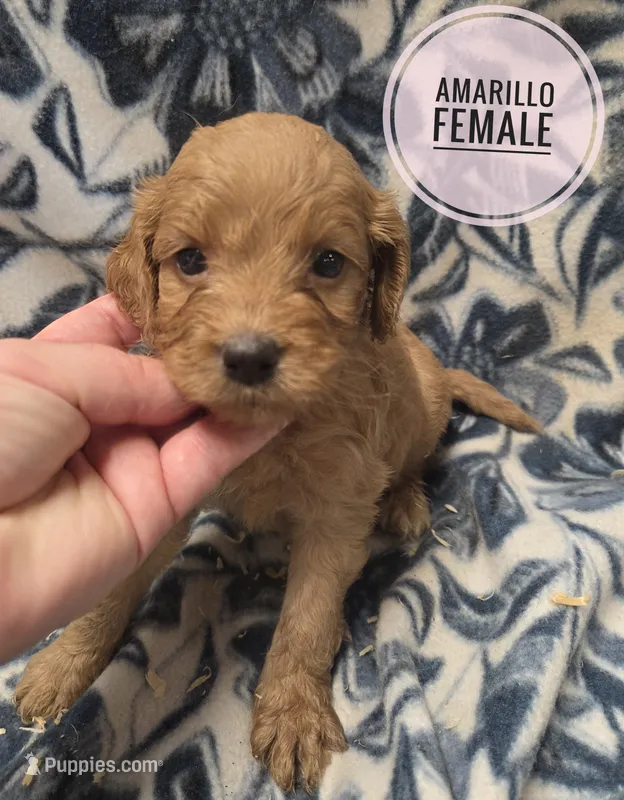 Amarillo – Cockapoo puppy on hold in Knoxville, IA