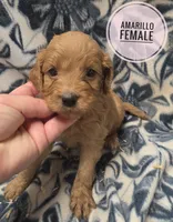 Amarillo, a female Cockapoo for sale in Knoxville, IA – 3 of 3