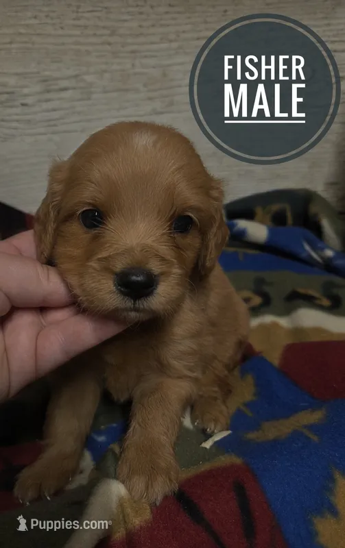 Blaze – Miniature Golden Retriever puppy for sale in Knoxville, IA