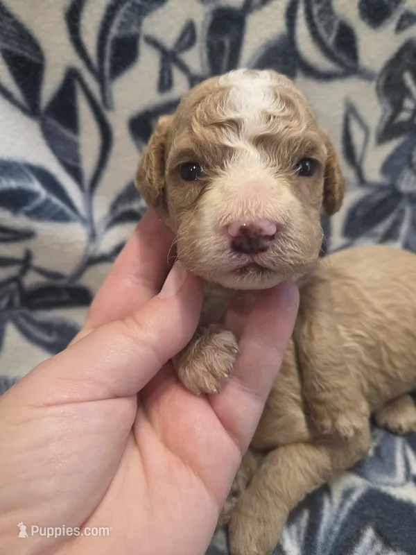 Avery  – Cockapoo puppy for sale in Knoxville, IA