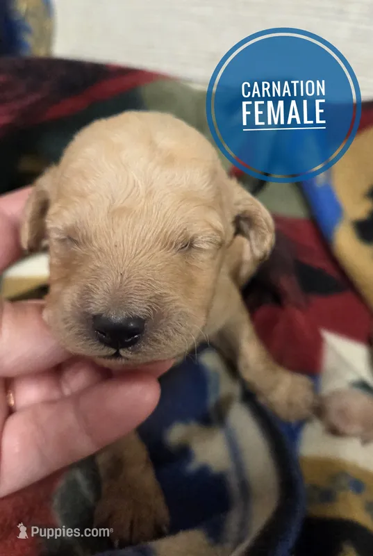 Carnation – Miniature Golden Retriever puppy for sale in Knoxville, IA