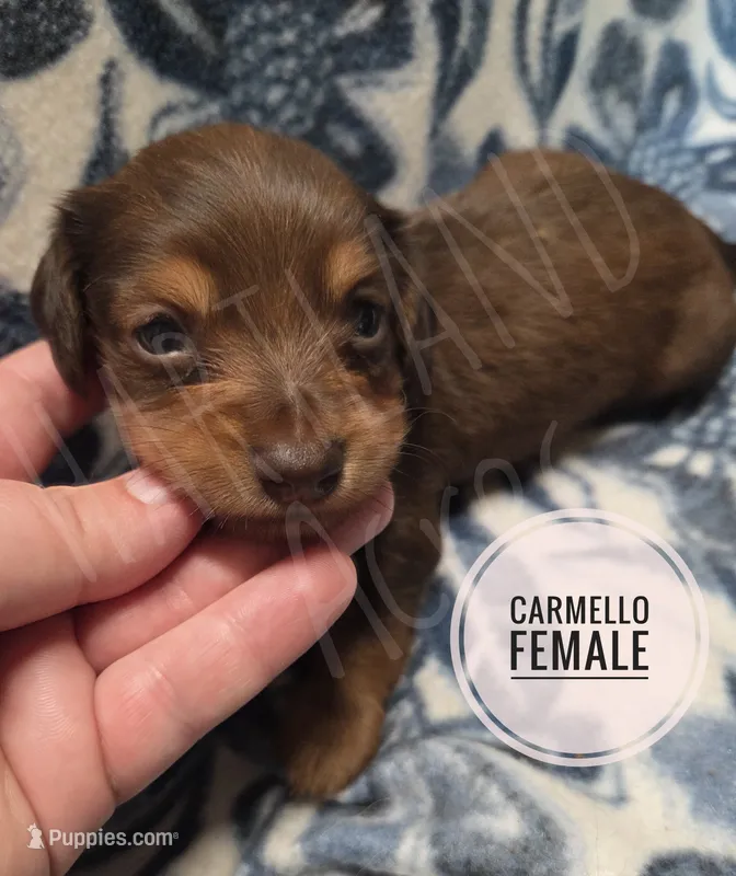 Carmello long-haired  – Miniature Dachshund puppy for sale in Knoxville, IA