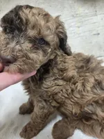 Pillsbury , a male Poodle - Miniature  for sale in Knoxville, IA – 3 of 4
