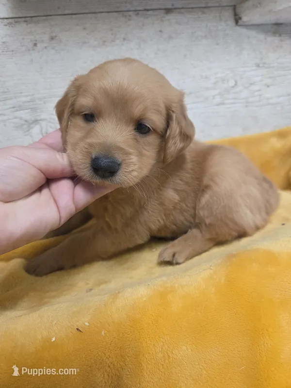 Hugo – Miniature Golden Retriever puppy for sale in Knoxville, IA