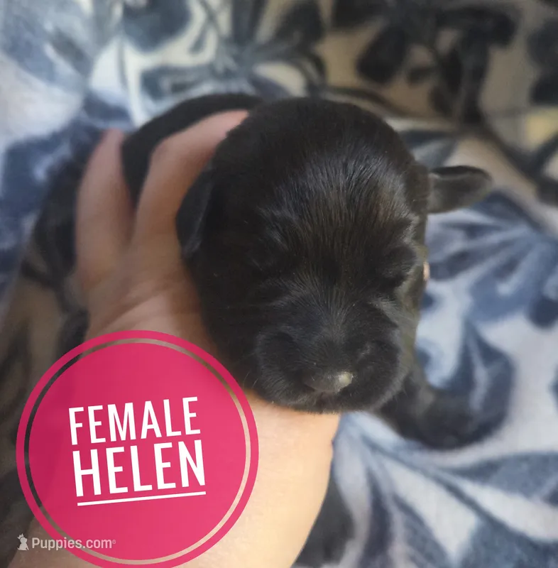 Helen – Miniature Schnauzer puppy for sale in Knoxville, IA