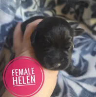 Helen, a female Miniature Schnauzer for sale in Knoxville, IA – 1 of 2