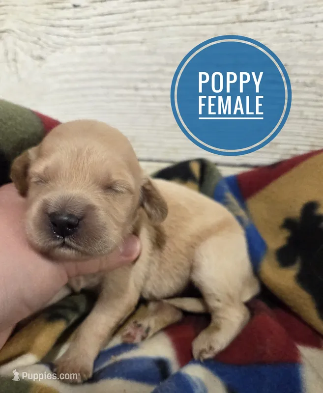 Poppy  – Miniature Golden Retriever puppy for sale in Knoxville, IA