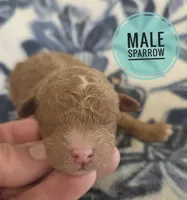 Sparrow  moyen size , a male Poodle - Miniature  for sale in Knoxville, IA – Photo 1 of 3