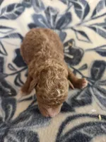 Sparrow  moyen size , a male Poodle - Miniature  for sale in Knoxville, IA – Photo 3 of 3