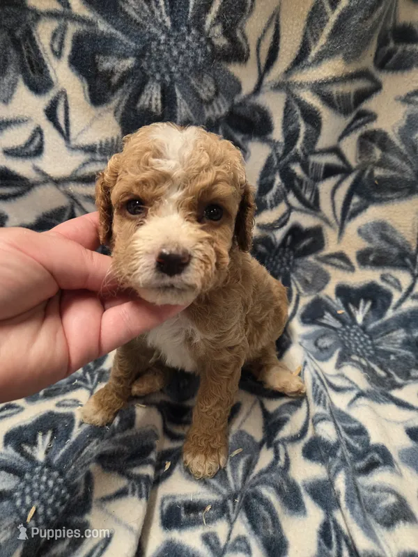 Avery  – Cockapoo puppy for sale in Knoxville, IA