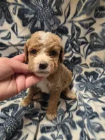 Avery , a female Cockapoo for sale in Knoxville, IA – 3 of 5