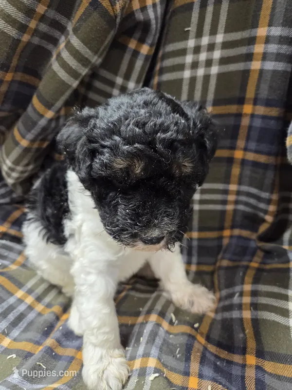 Charles tri color  – Poodle - Miniature  puppy for sale in Knoxville, IA