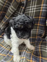 Charles tri color , a male Poodle - Miniature  for sale in Knoxville, IA – 3 of 5