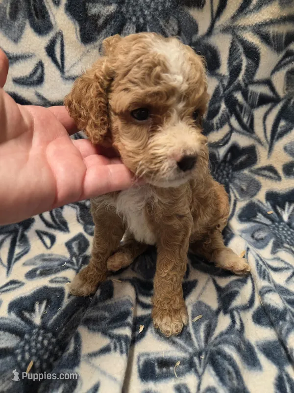 Avery  – Cockapoo puppy for sale in Knoxville, IA