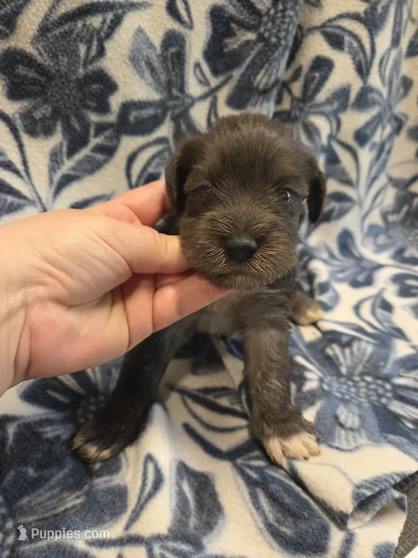 Julius – Miniature Schnauzer puppy for sale in Knoxville, IA