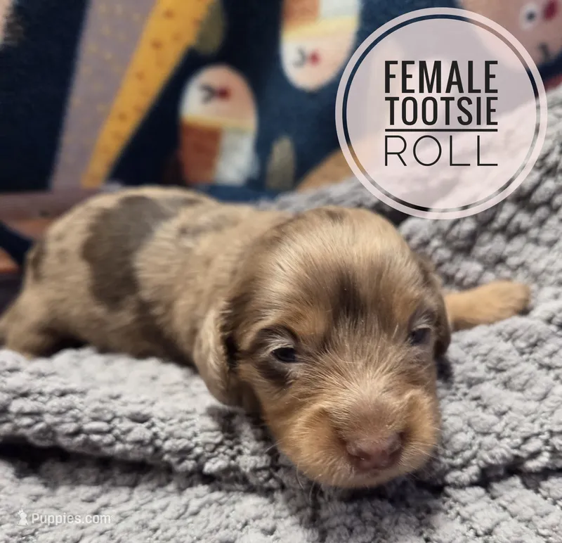 Tootsie roll Long-haired  – Miniature Dachshund puppy on hold in Knoxville, IA