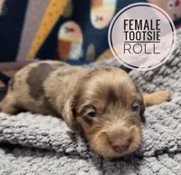 Tootsie roll Long-haired , a female Miniature Dachshund for sale in Knoxville, IA – 1 of 2