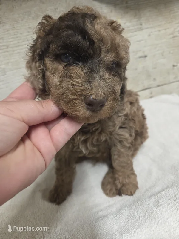 Pillsbury  – Poodle - Miniature  puppy on hold in Knoxville, IA