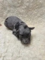 Bluey, a male Poodle - Miniature  for sale in Knoxville, IA – 2 of 2