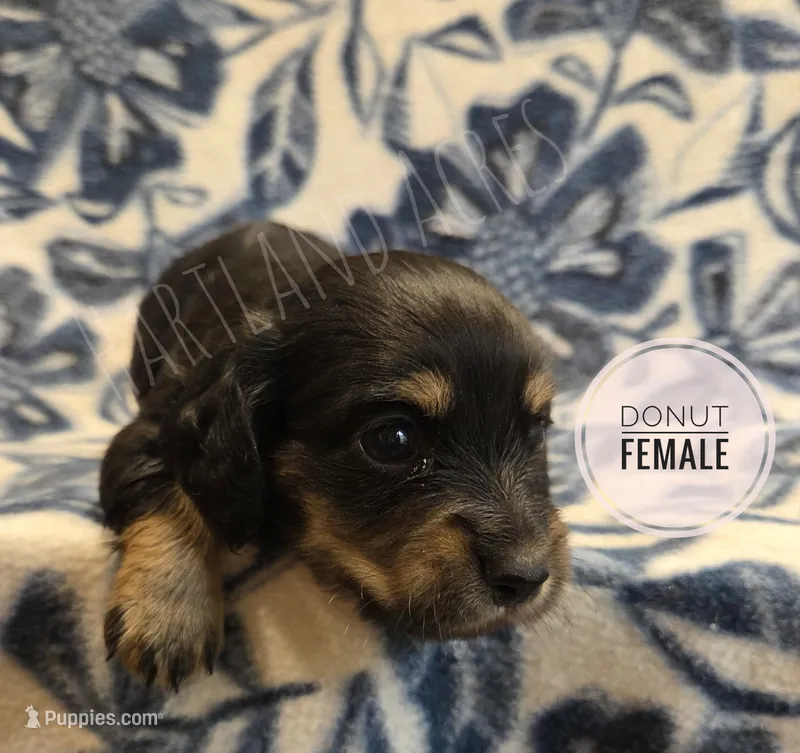 Donut long-haired  – Miniature Dachshund puppy for sale in Knoxville, IA