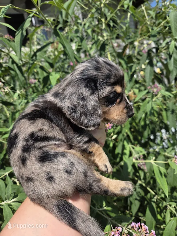 Snickers long-haired  – Miniature Dachshund puppy for sale in Knoxville, IA