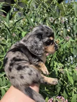 Snickers long-haired , a male Miniature Dachshund for sale in Knoxville, IA – 2 of 3
