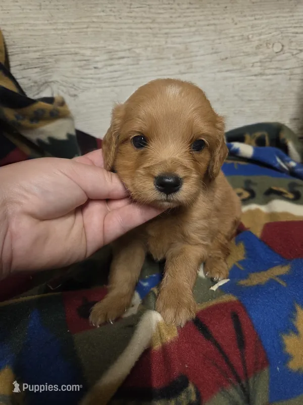 Fisher – Miniature Golden Retriever puppy for sale in Knoxville, IA
