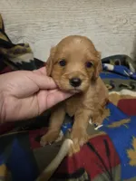 Fisher, a male Miniature Golden Retriever for sale in Knoxville, IA – 1 of 3
